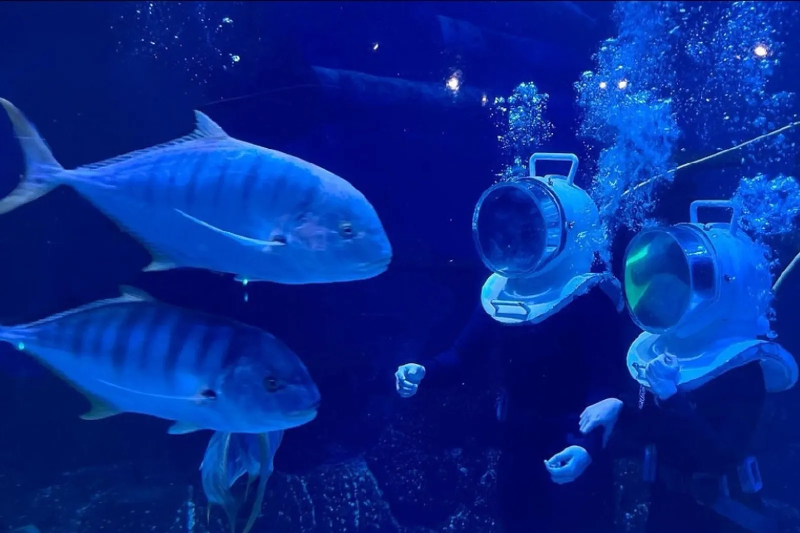 Jakarta Aquarium Safari: Lokasi, Jam Buka, dan Harga Tiket