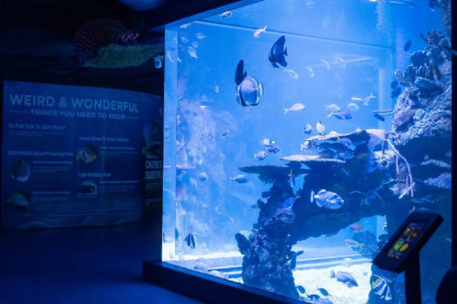 Jakarta Aquarium Safari: Lokasi, Jam Buka, dan Harga Tiket