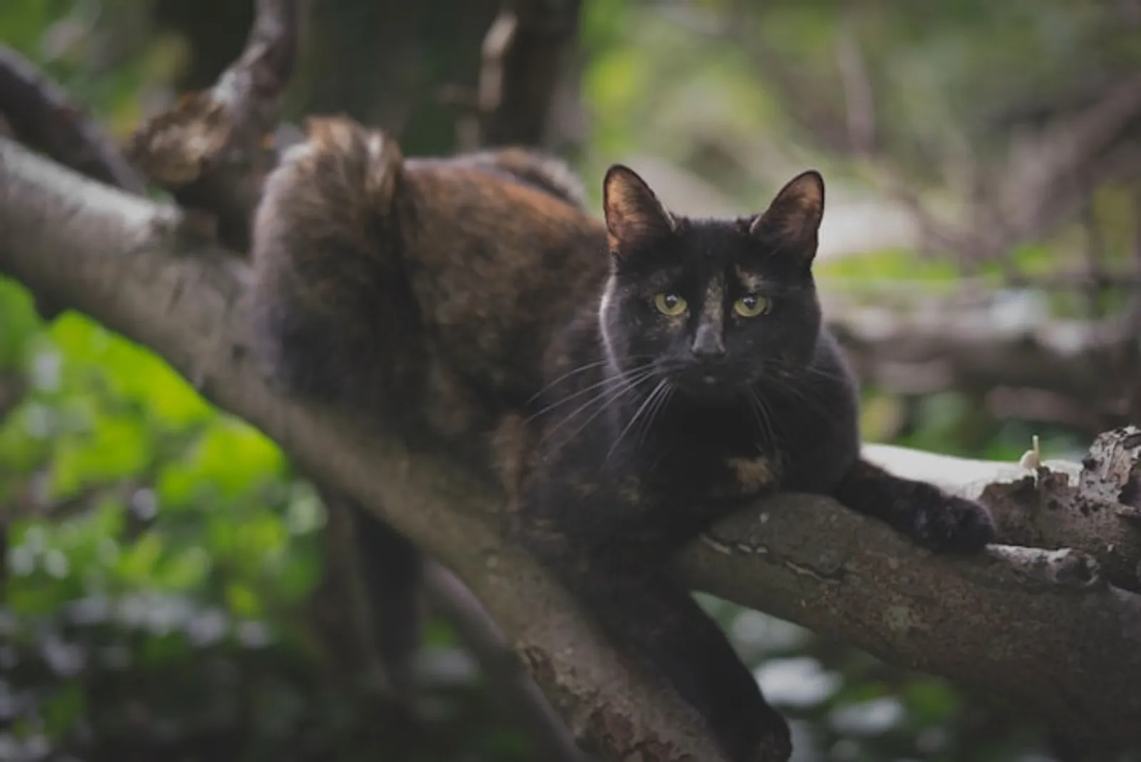 9 Kepercayaan Mengenai Kucing Hitam dari Berbagai Negara