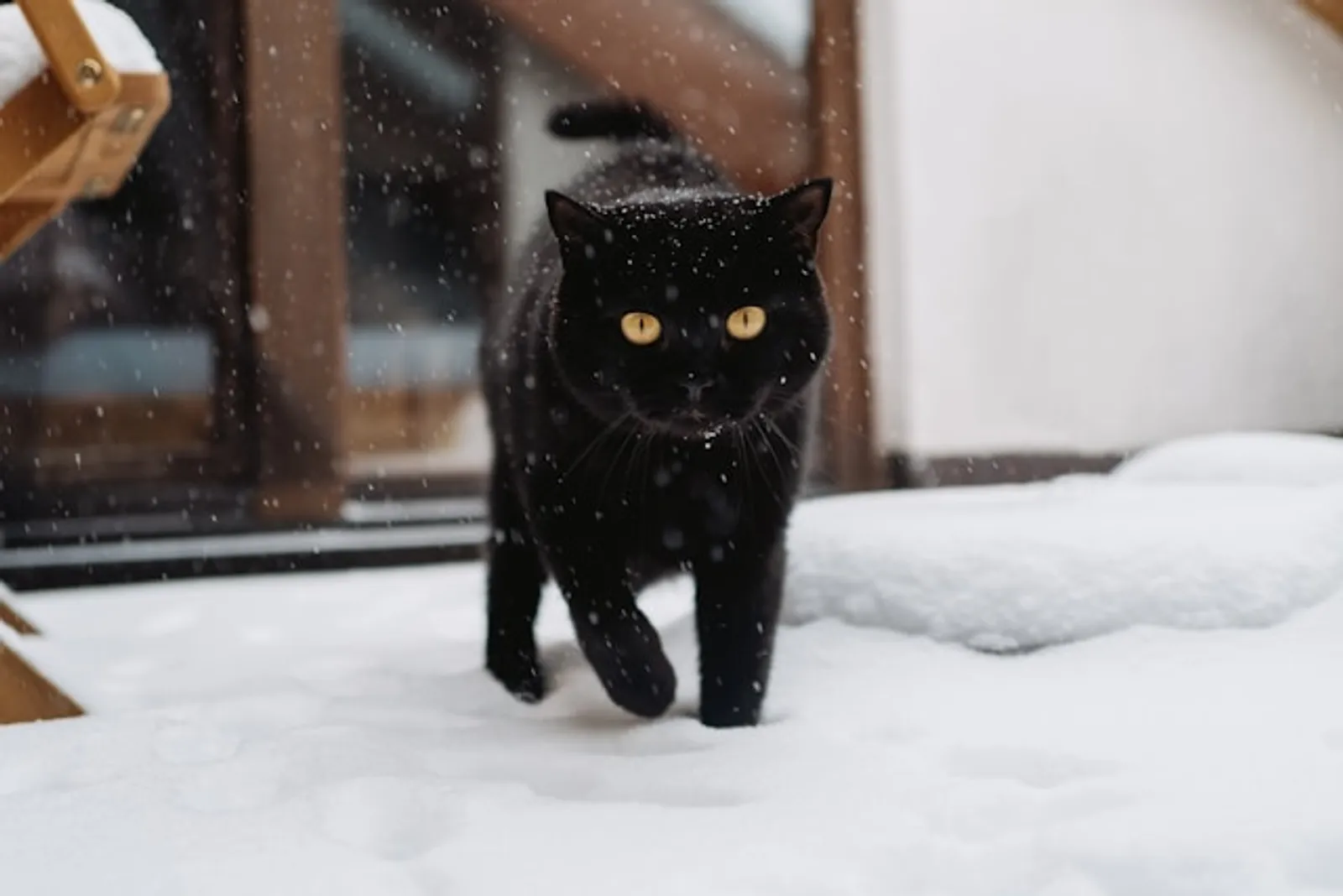 9 Kepercayaan Mengenai Kucing Hitam dari Berbagai Negara