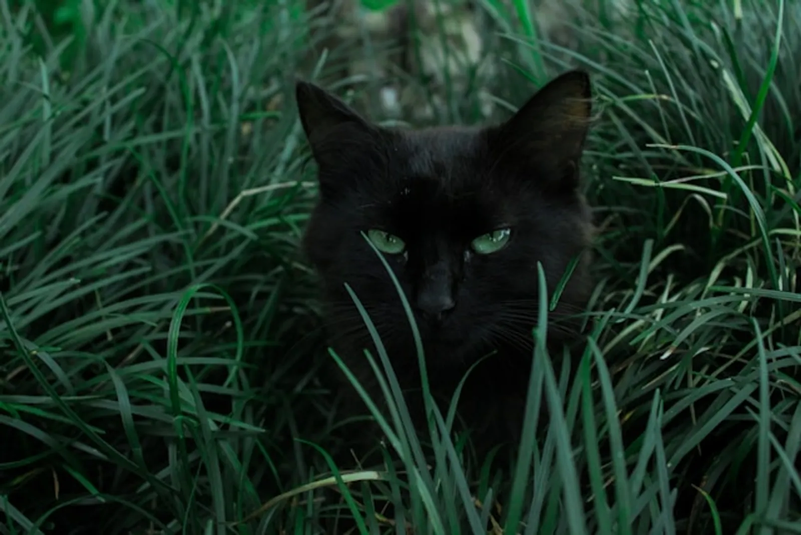 9 Kepercayaan Mengenai Kucing Hitam dari Berbagai Negara