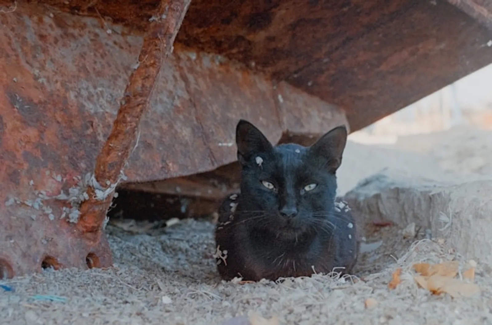 9 Kepercayaan Mengenai Kucing Hitam dari Berbagai Negara