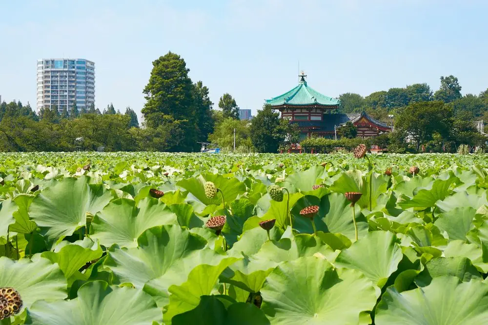 9 Taman Paling Populer di Tokyo, Surga Alam Penuh Damai