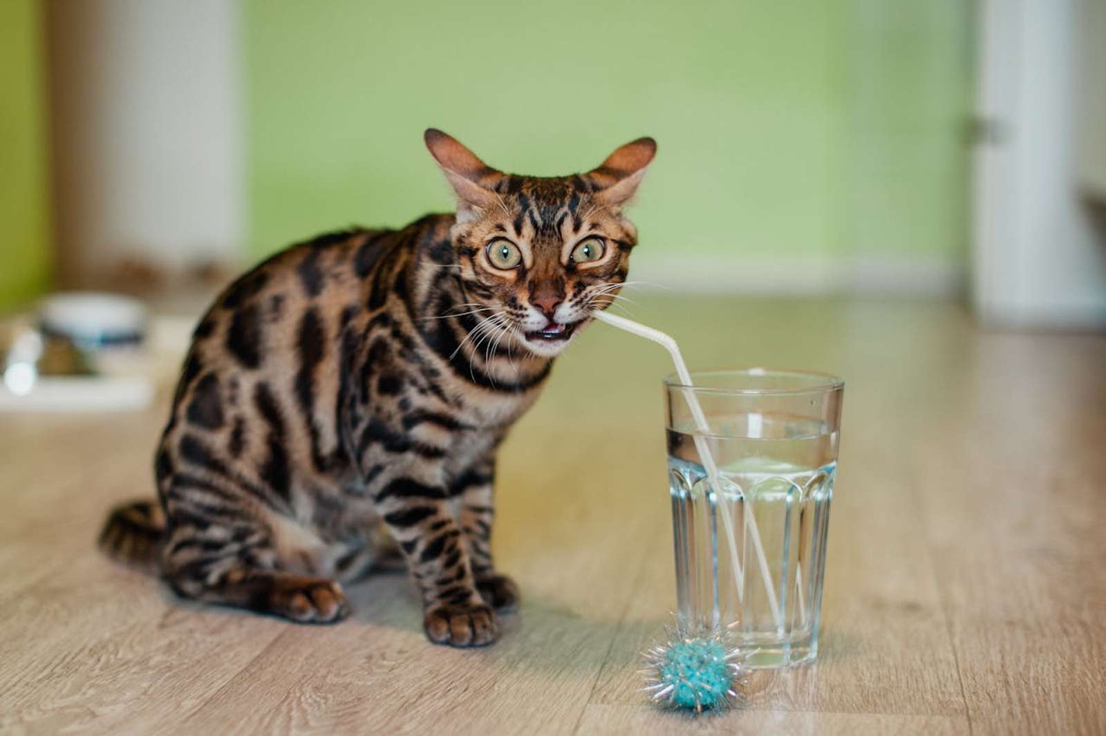 Kenapa Kucing Takut Air? Ternyata Ini Alasannya