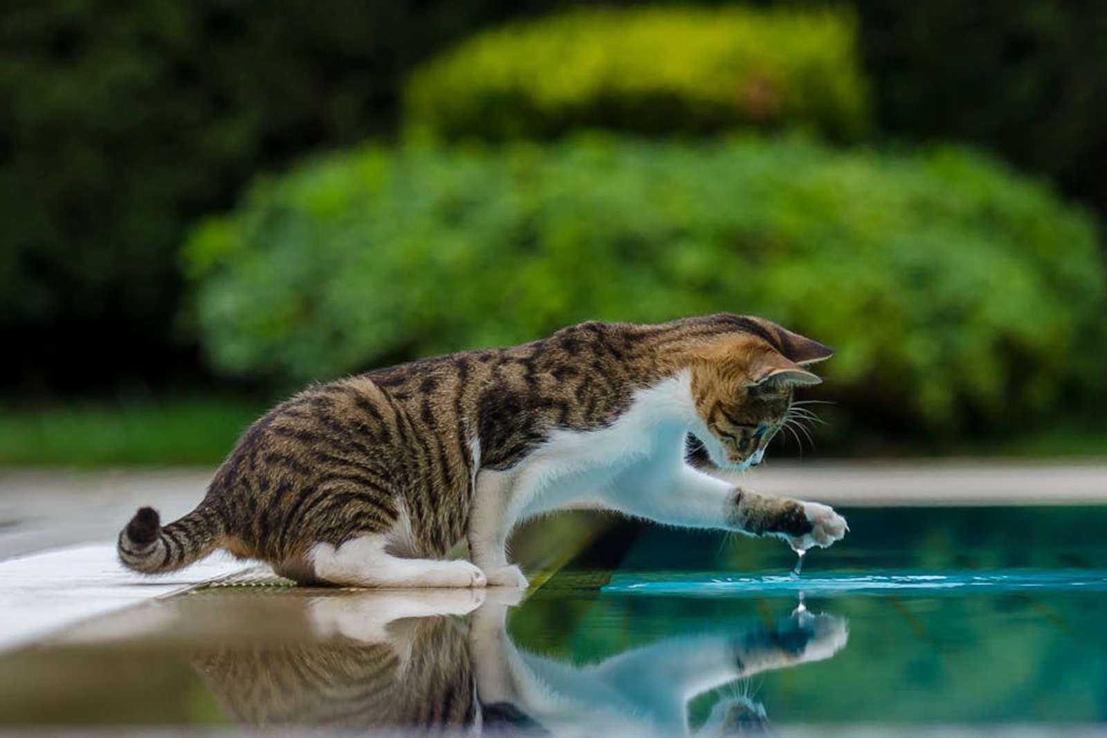 Kenapa Kucing Takut Air? Ternyata Ini Alasannya