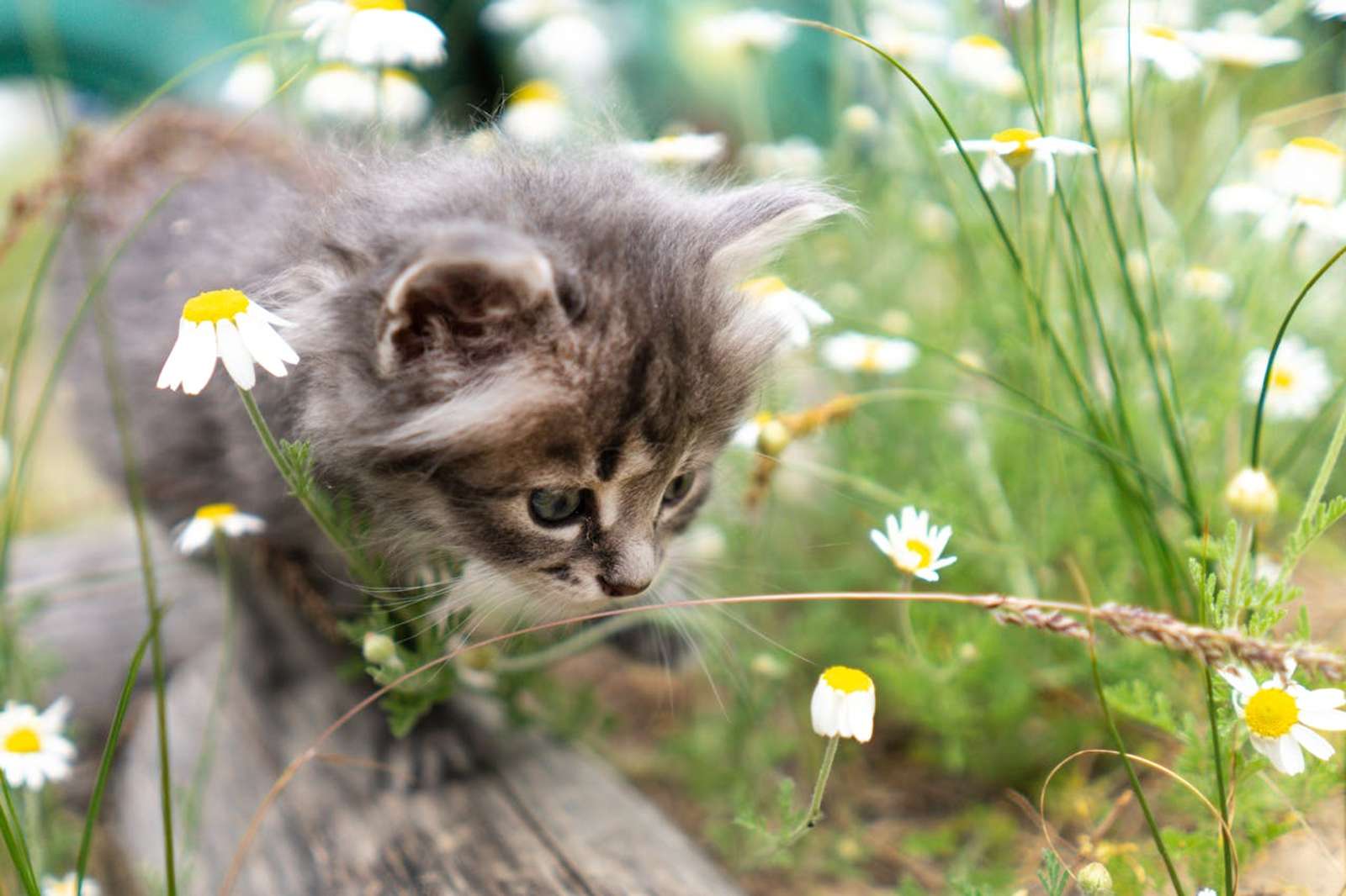 Kenapa Kucing Takut Air? Ternyata Ini Alasannya