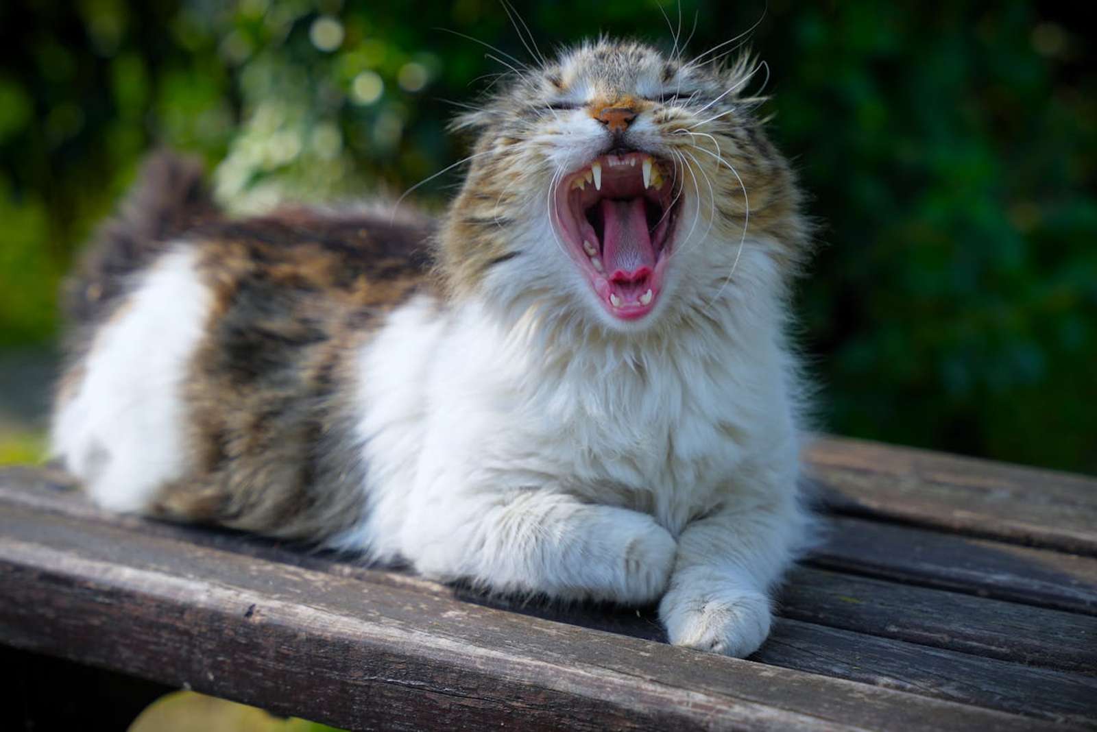 Kenapa Kucing Takut Air? Ternyata Ini Alasannya