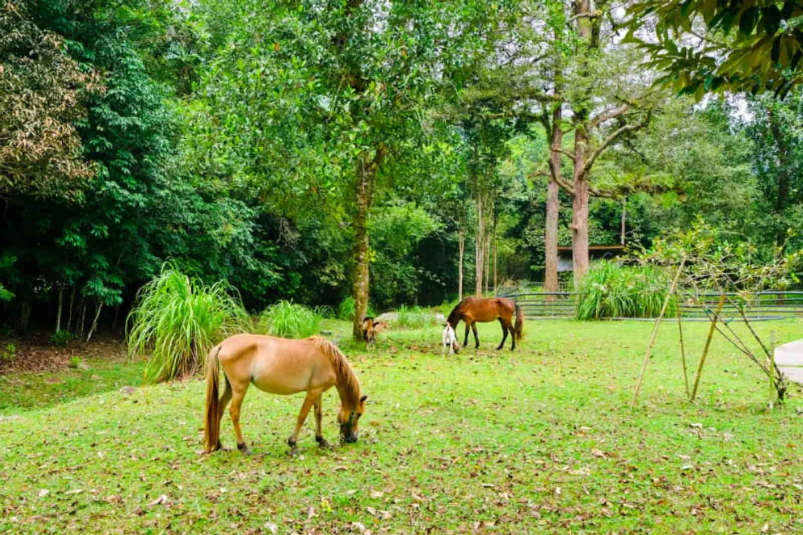 3 Rekomendasi Staycation di Tahun Baru, Ada Airbnb Farmstay