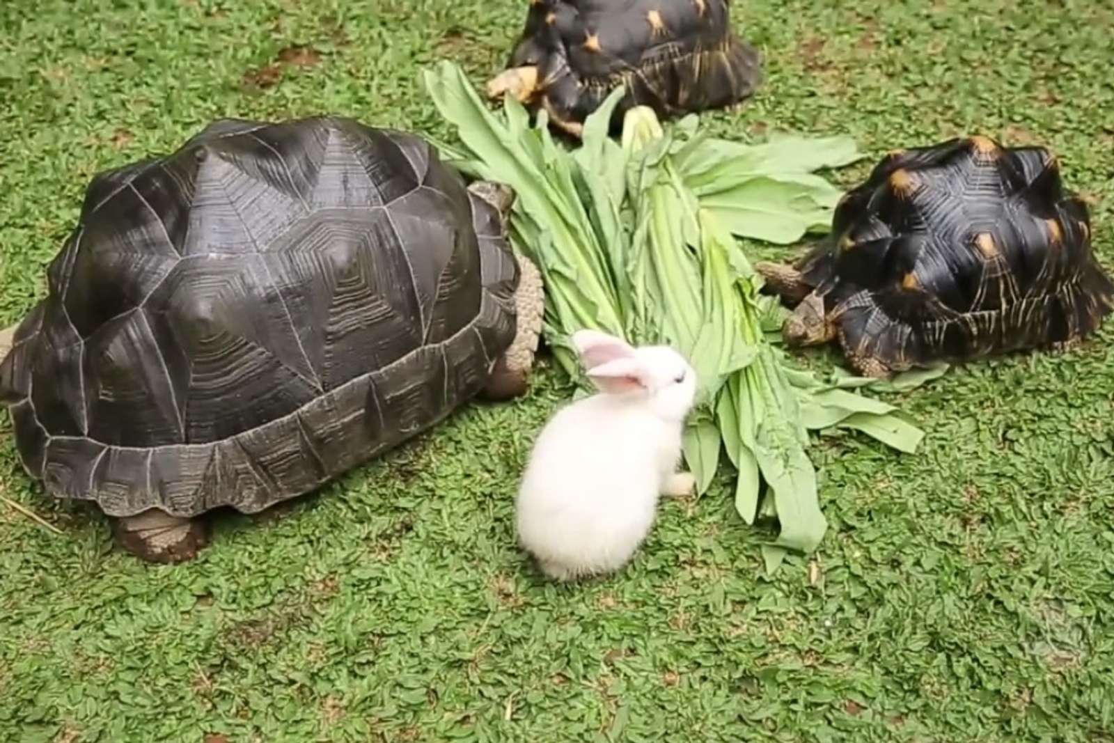 11 Potret Rumah Irfan Hakim, Punya Pendopo Hingga Aviary