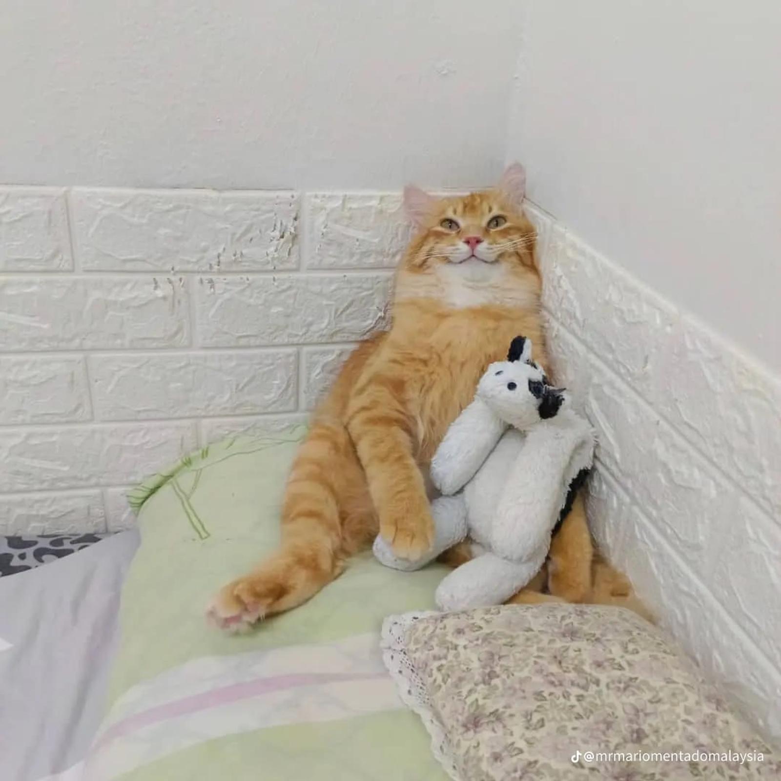 Kisah Asli di Balik 7 Meme Kucing yang Viral di Medsos