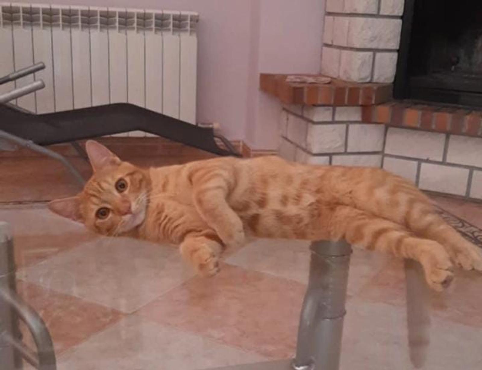 Kisah Asli di Balik 7 Meme Kucing yang Viral di Medsos