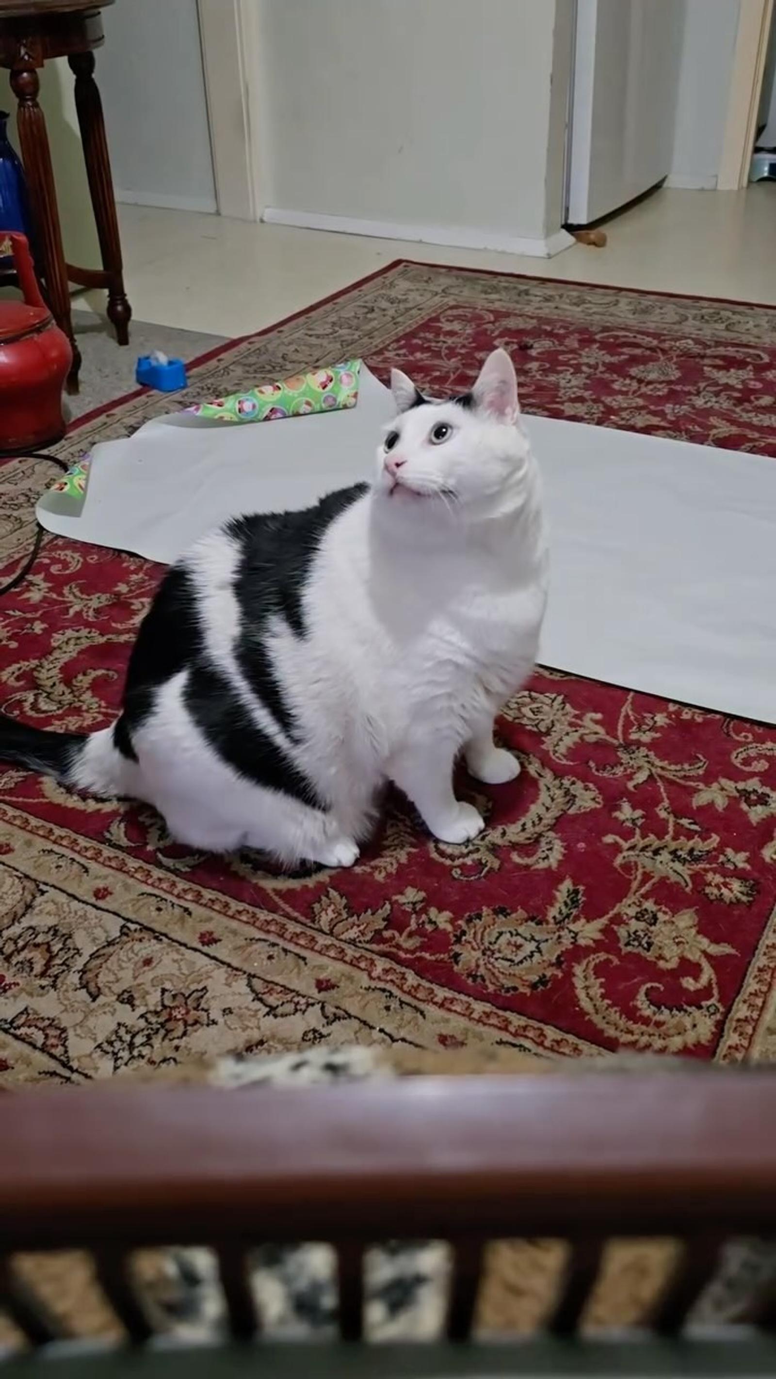 Kisah Asli di Balik 7 Meme Kucing yang Viral di Medsos