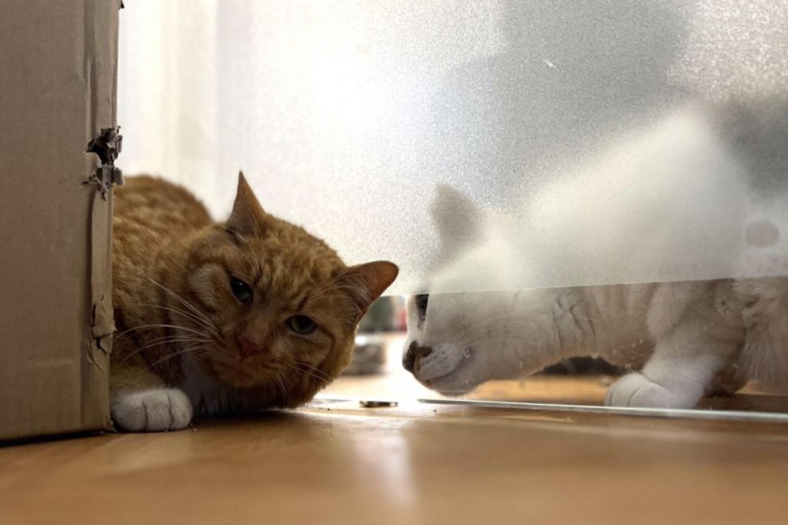 Kisah Asli di Balik 7 Meme Kucing yang Viral di Medsos