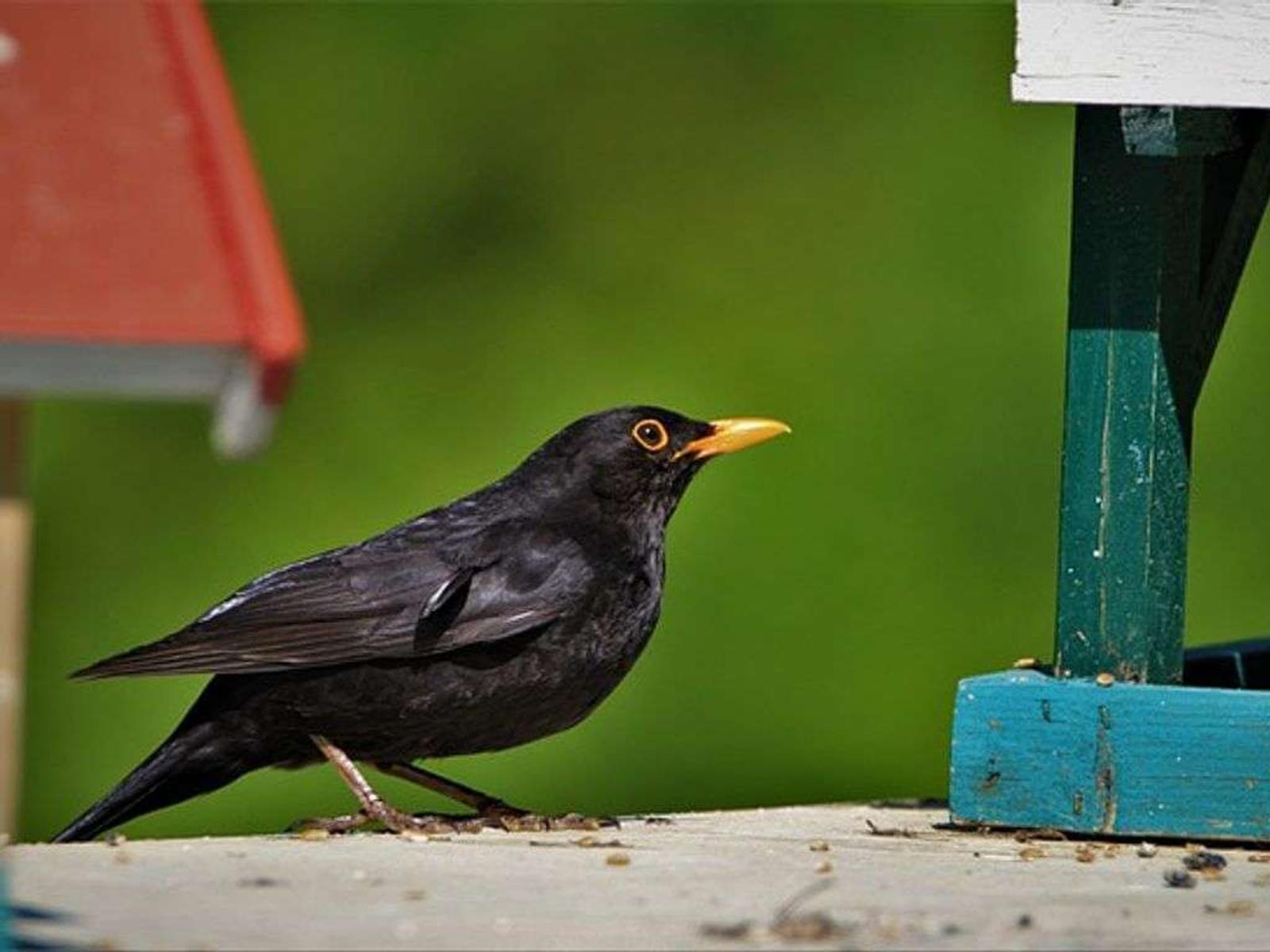 7 Arti Burung Masuk Rumah, Rezeki atau Musibah?
