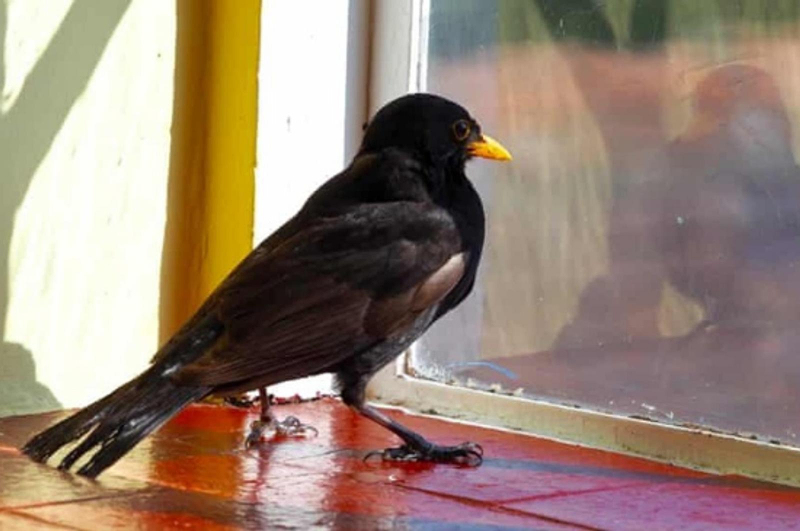 7 Arti Burung Masuk Rumah, Rezeki atau Musibah?