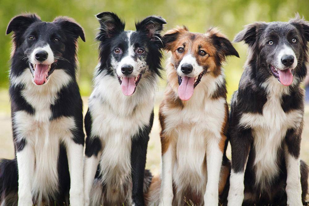 Sebagian Besar Orang Lebih Tertarik Mengadopsi Anjing dengan Usia Tua Dibandingkan Puppy, Mengapa?