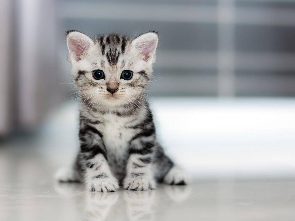 www.henricohumane.org
