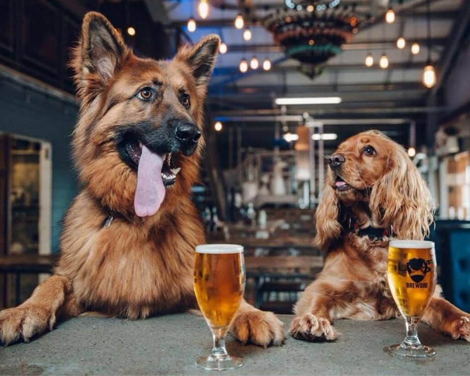 instagram.com/brewdogofficial