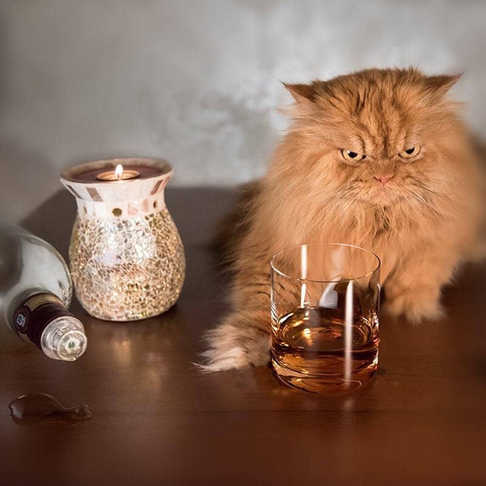 Instagram @meetgarfi