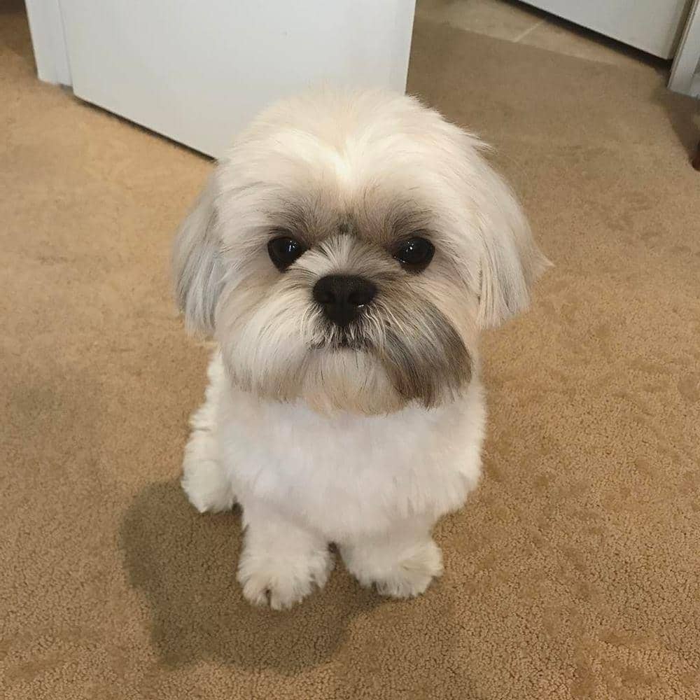 Instagram @pawofsimba