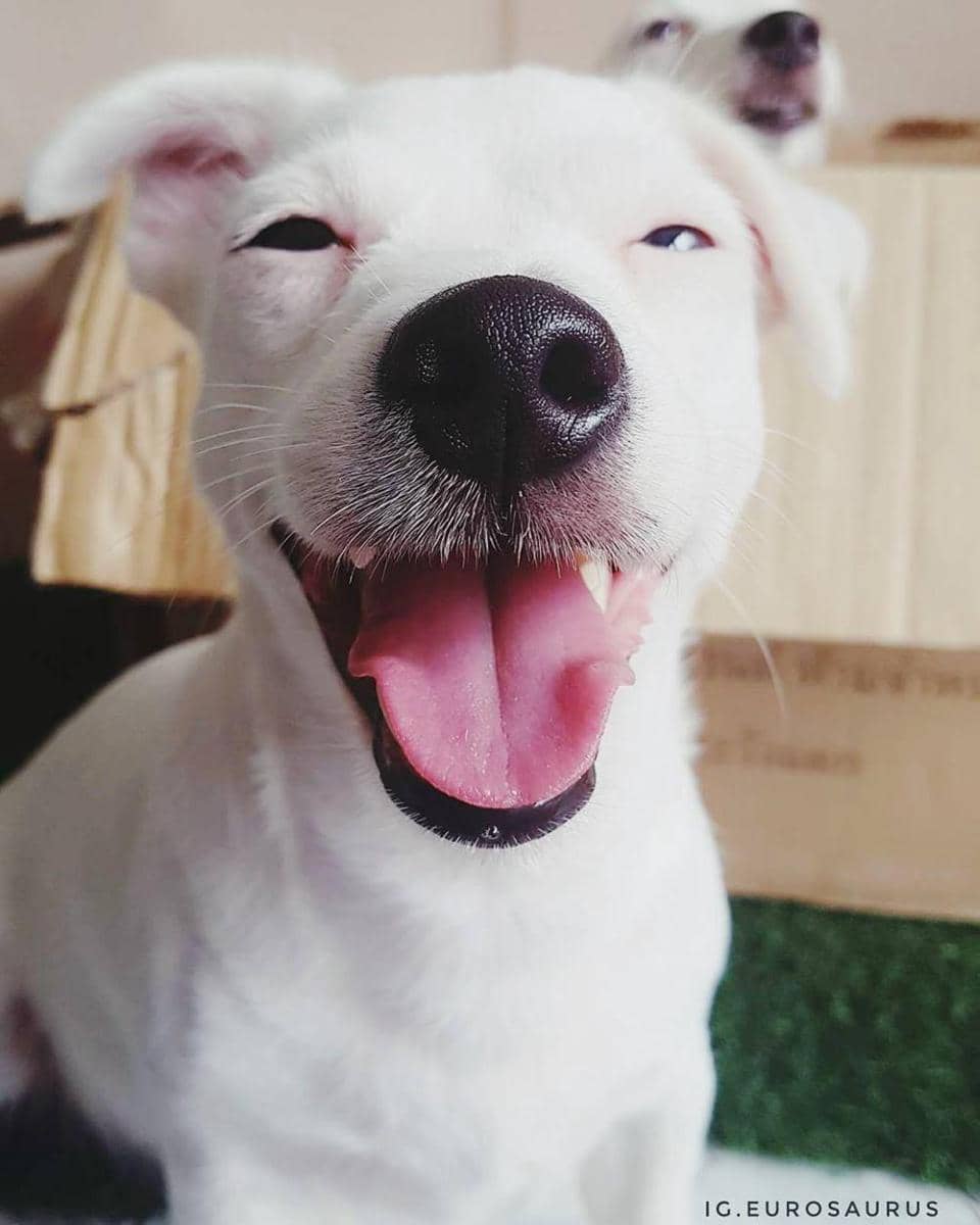 Instagram @eurosaurus