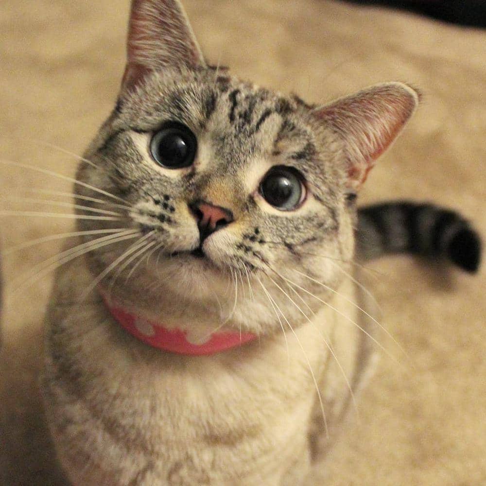 Instagram @nala_cat