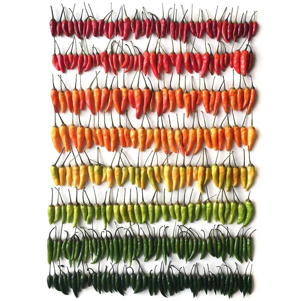 Brittany Wright courtesy of Little, Brown and Company