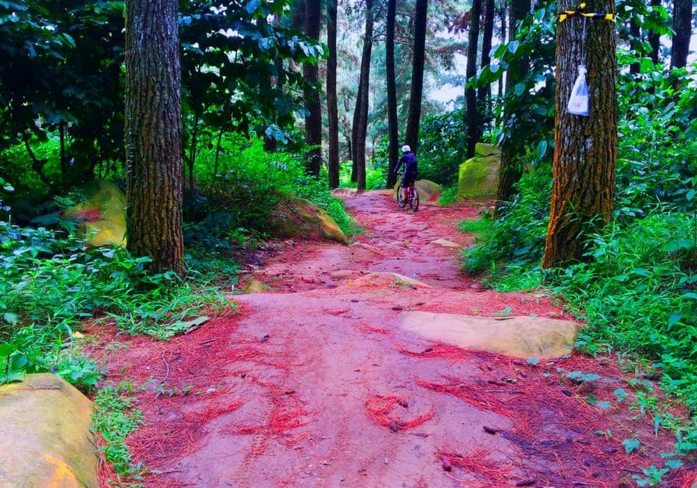 gizanherbal.wordpress.com