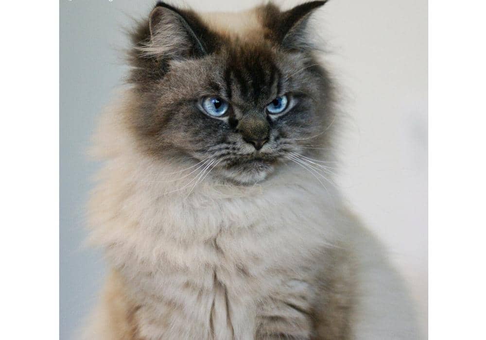 instagram.com/merlinragdoll