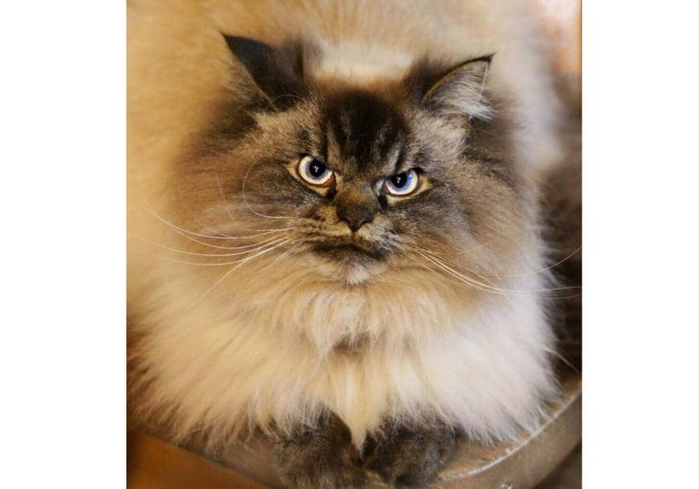 instagram.com/merlinragdoll