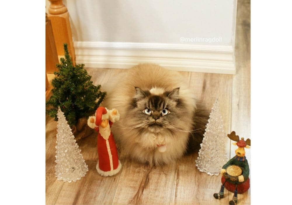 instagram.com/merlinragdoll