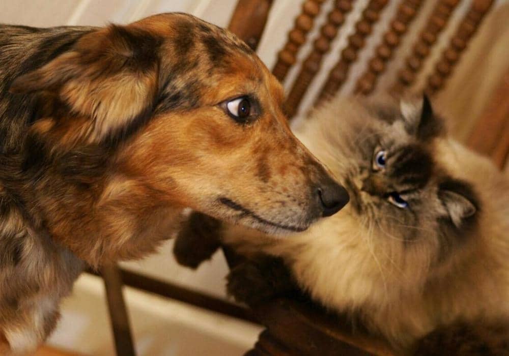 instagram.com/merlinragdoll