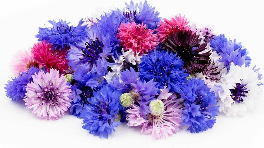 specialtyproduce.com