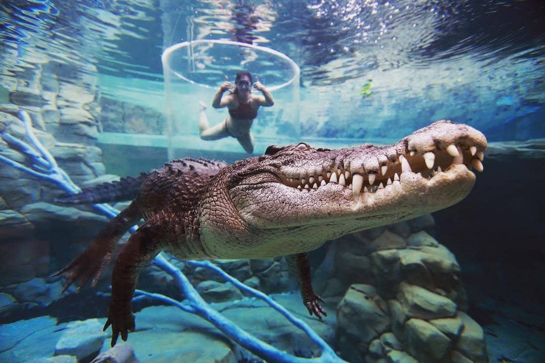 Instagram.com/Crocosauruscove