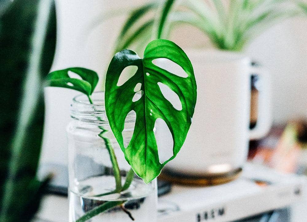 unsplash.com/Mike Marquez