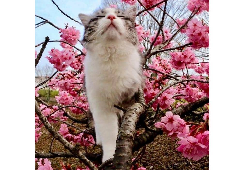 instagram.com/noraneko_nyankichi