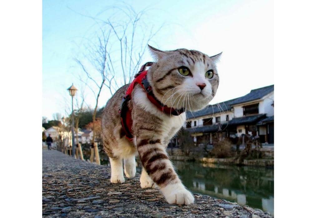 instagram.com/noraneko_nyankichi