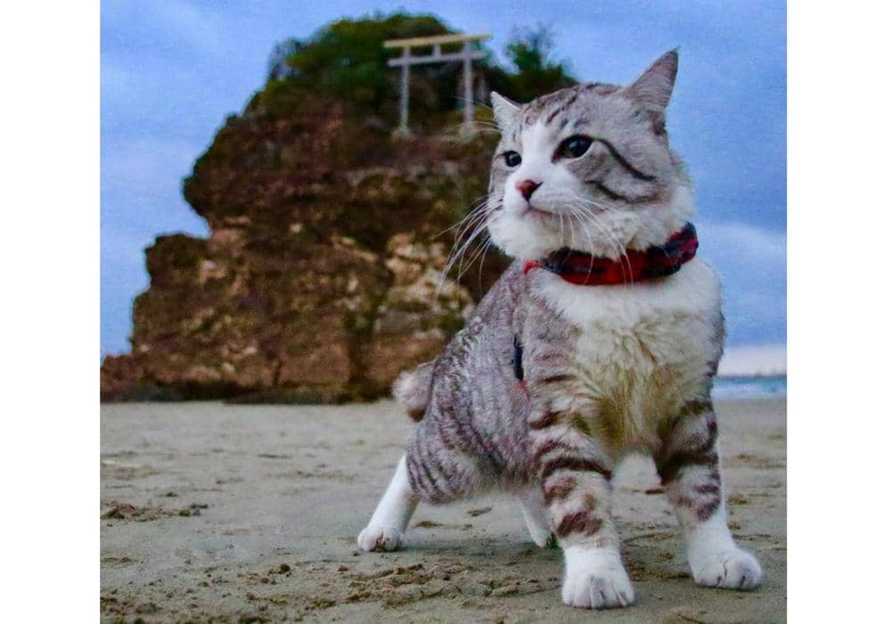 instagram.com/noraneko_nyankichi