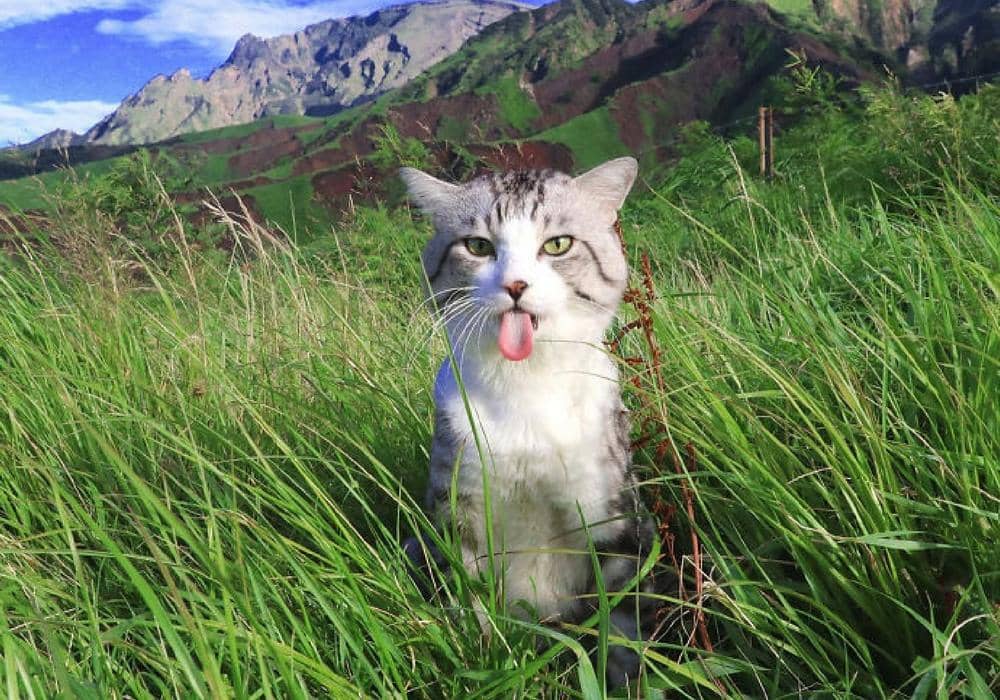 instagram.com/noraneko_nyankichi