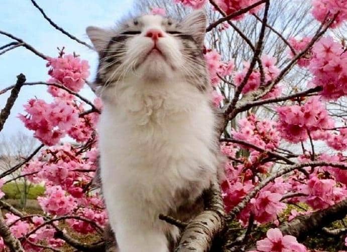 instagram.com/noraneko_nyankichi