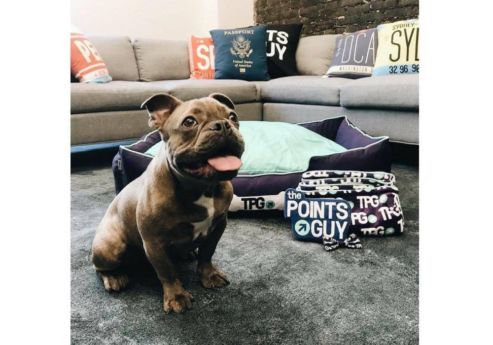 instagram.com/thepointspups