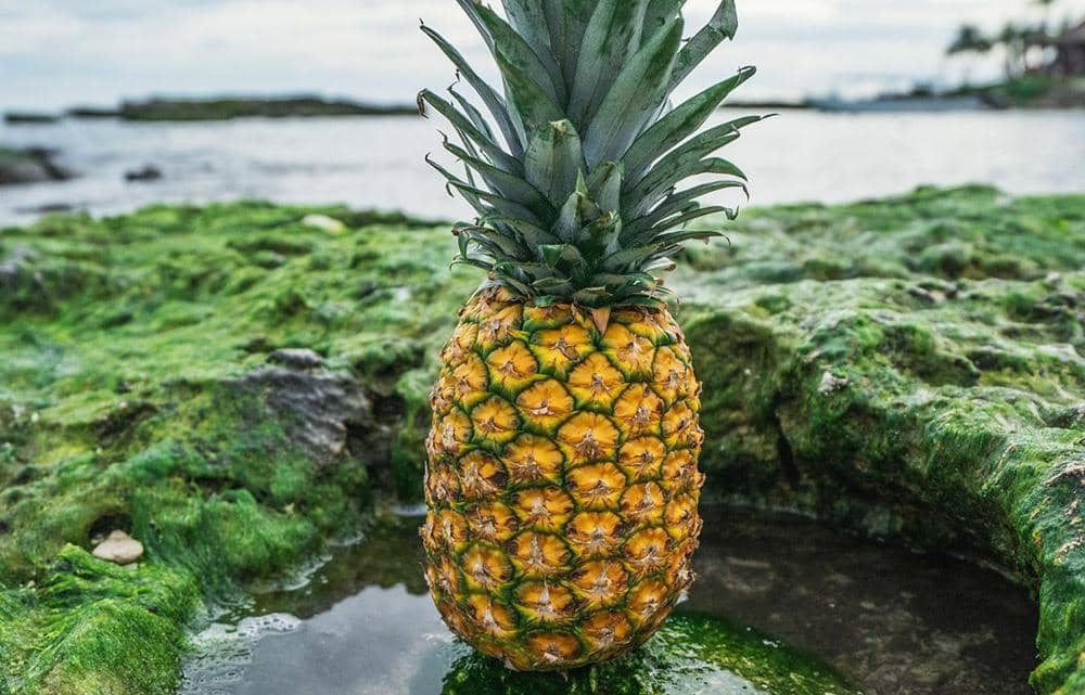  Pineapple Supply Co.