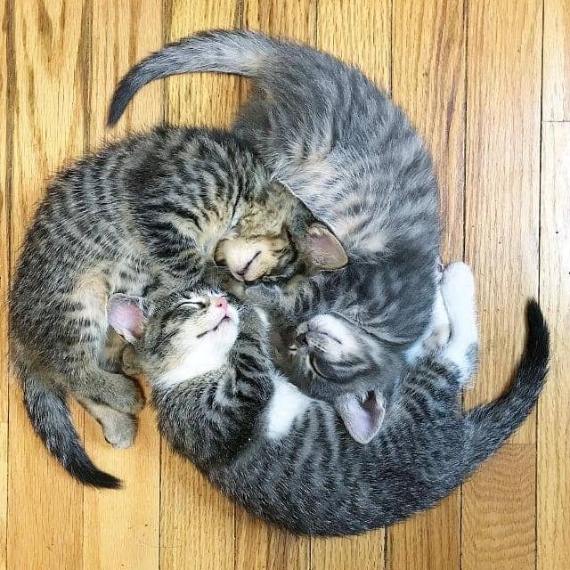 Instagram.com/cat_gag