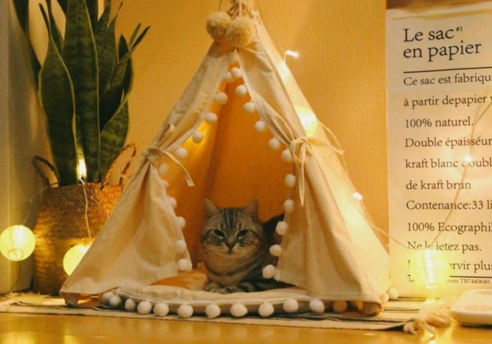 Desain Unik Tempat Tidur Kucing yang Bikin Mereka Betah!