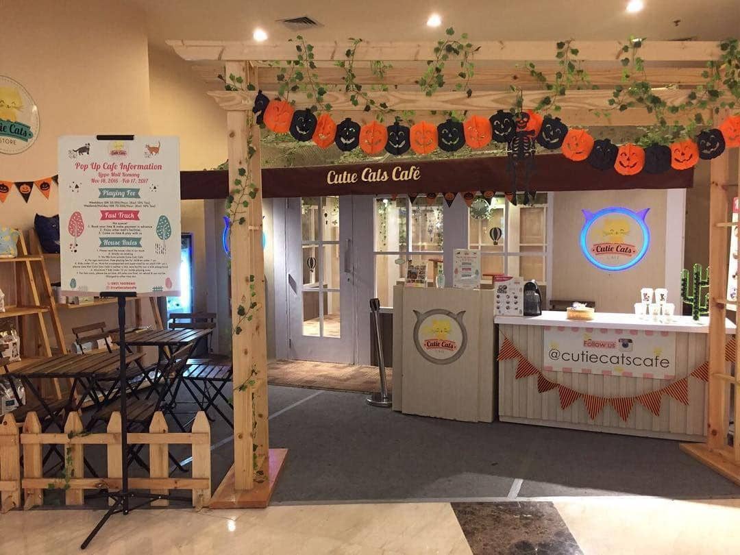 Instagram.com/cutiecatscafe