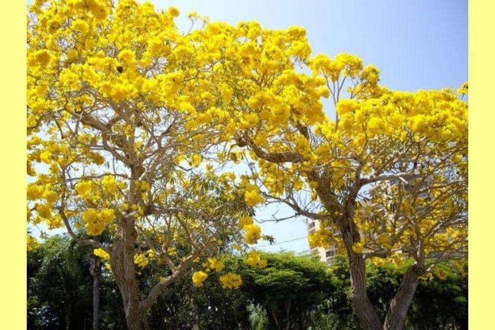 pinterest.com/tukang taman surabaya