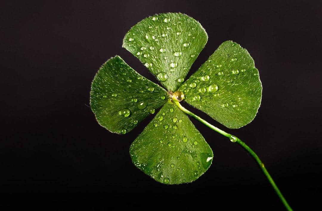 pexels.com/Djalma Paiva Armelin