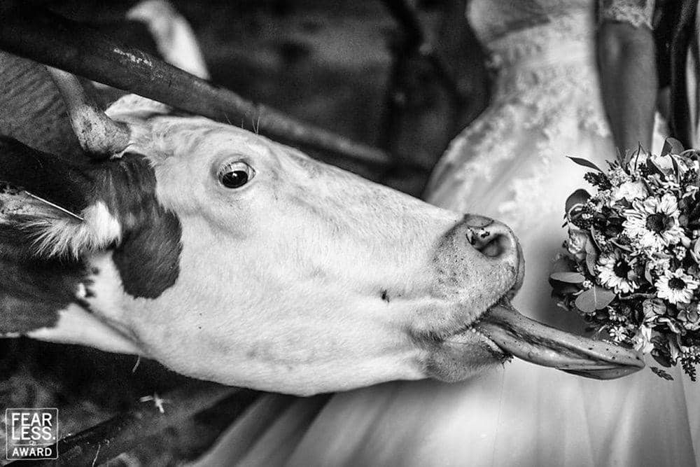 Boredpanda.com/Petr Wagenknecht