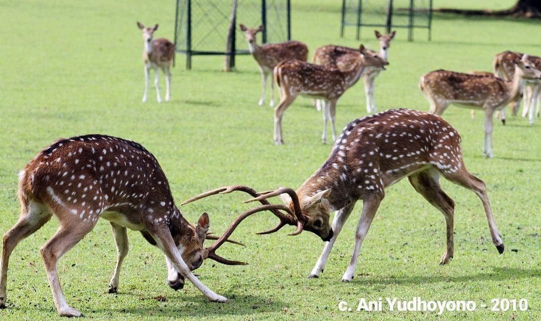 Instagram.com/aniyudhoyono