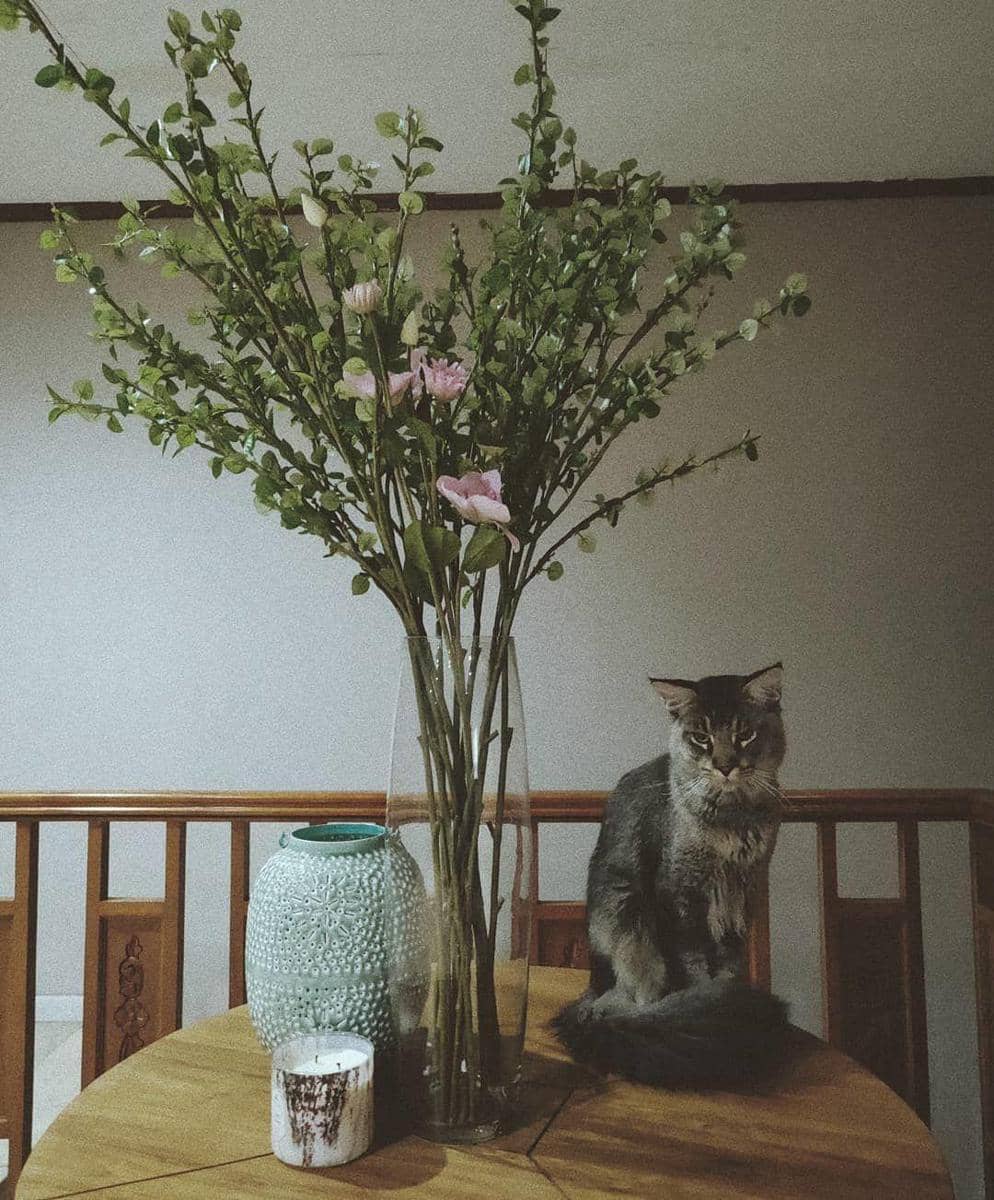 instagram.com/raisa6690